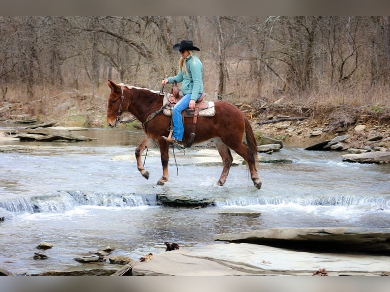 American Quarter Horse Castrone 12 Anni 147 cm Sauro ciliegia in Flemmingsburg KY