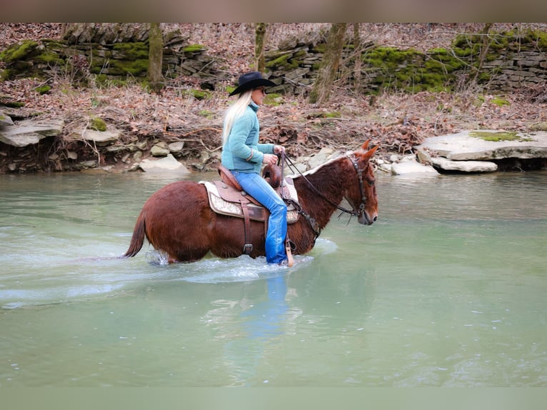 American Quarter Horse Castrone 12 Anni 147 cm Sauro ciliegia in Flemmingsburg KY