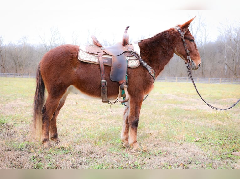 American Quarter Horse Castrone 12 Anni 147 cm Sauro ciliegia in Flemmingsburg KY