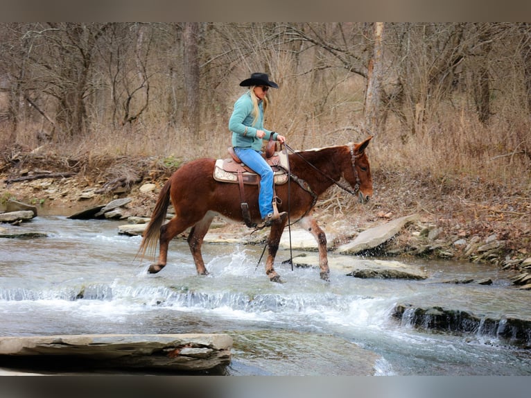 American Quarter Horse Castrone 12 Anni 147 cm Sauro ciliegia in Flemmingsburg KY