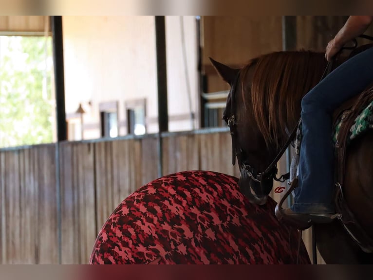 American Quarter Horse Castrone 12 Anni 147 cm Sauro ciliegia in Graham TX