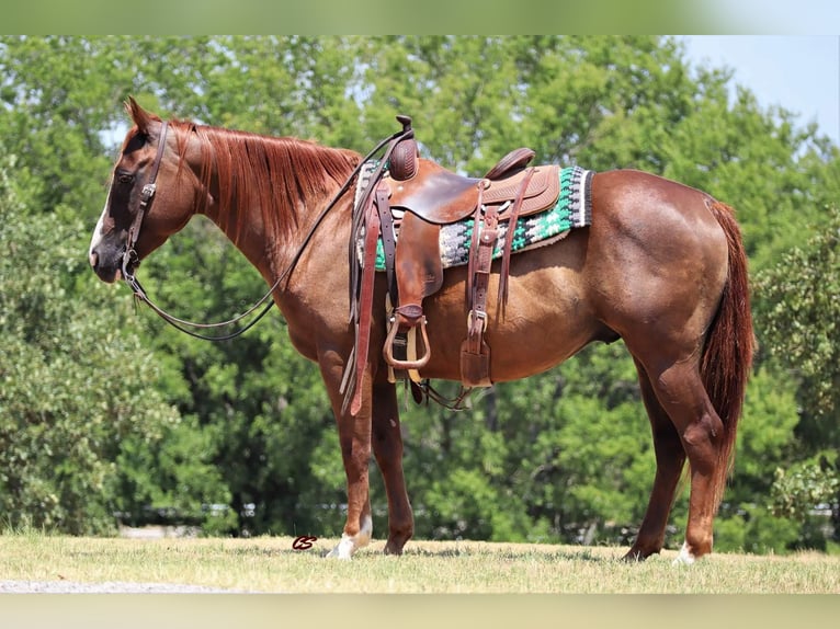 American Quarter Horse Castrone 12 Anni 147 cm Sauro ciliegia in Graham TX