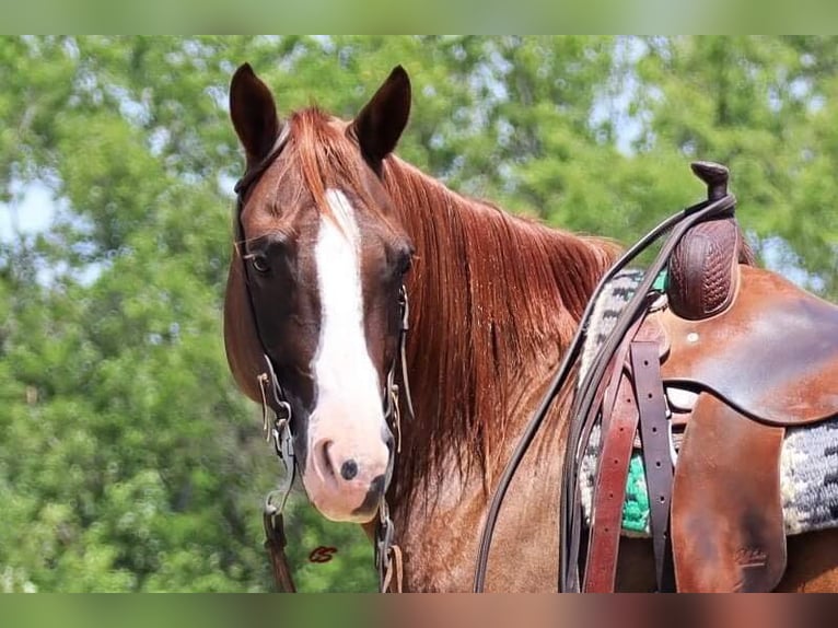 American Quarter Horse Castrone 12 Anni 147 cm Sauro ciliegia in Graham TX