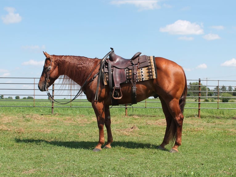 American Quarter Horse Castrone 12 Anni 147 cm Sauro ciliegia in Fairbank IA