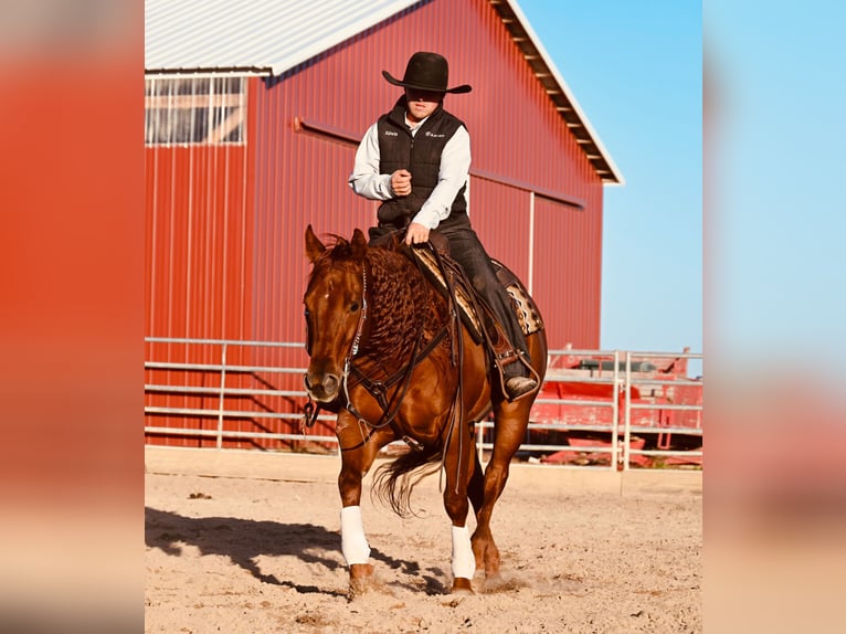 American Quarter Horse Castrone 12 Anni 147 cm Sauro ciliegia in Fairbank IA