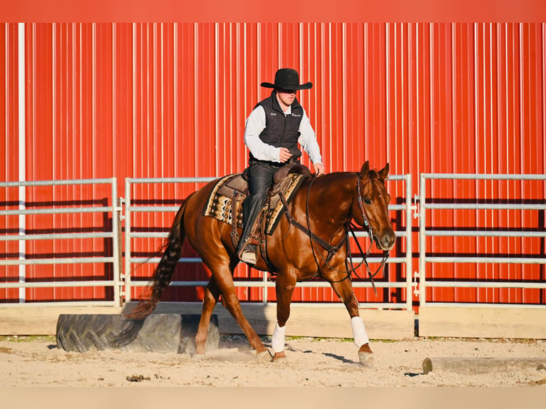 American Quarter Horse Castrone 12 Anni 147 cm Sauro ciliegia in Fairbank IA