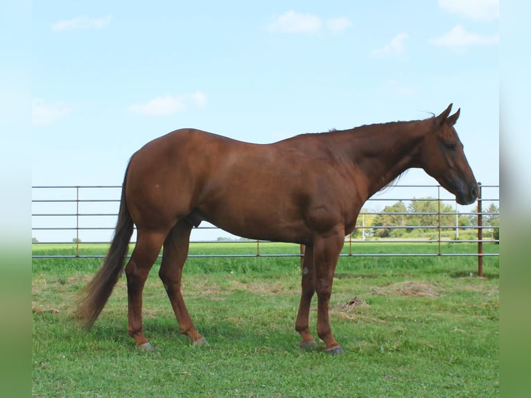 American Quarter Horse Castrone 12 Anni 147 cm Sauro ciliegia in Fairbank IA