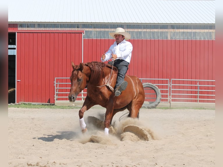 American Quarter Horse Castrone 12 Anni 147 cm Sauro ciliegia in Fairbank IA