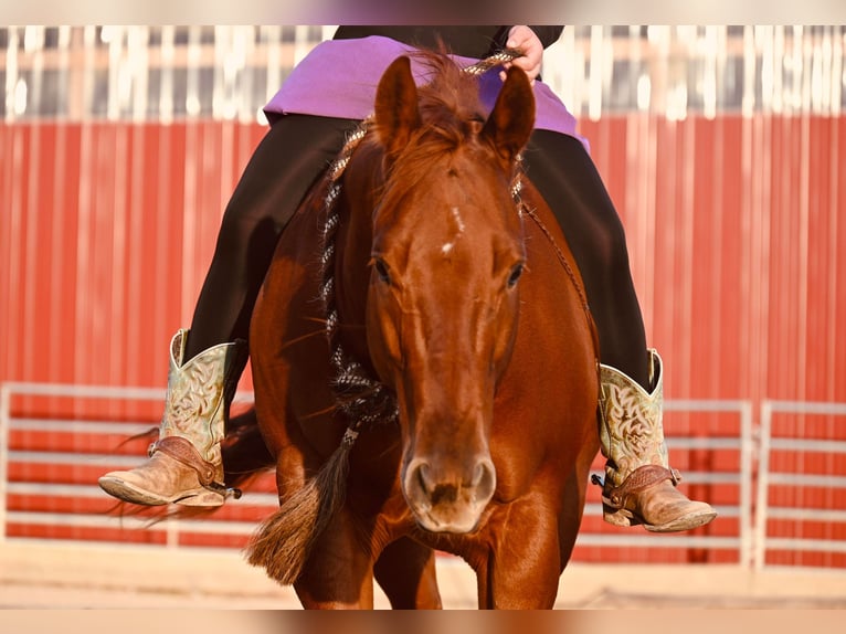 American Quarter Horse Castrone 12 Anni 147 cm Sauro ciliegia in Fairbank IA