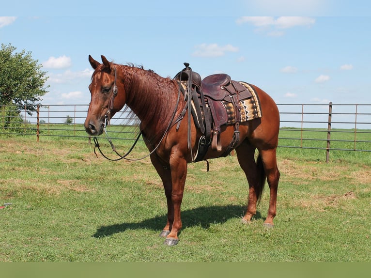 American Quarter Horse Castrone 12 Anni 147 cm Sauro ciliegia in Fairbank IA