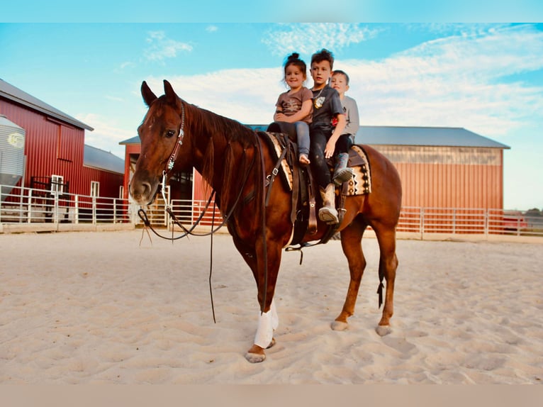 American Quarter Horse Castrone 12 Anni 147 cm Sauro ciliegia in Fairbank IA