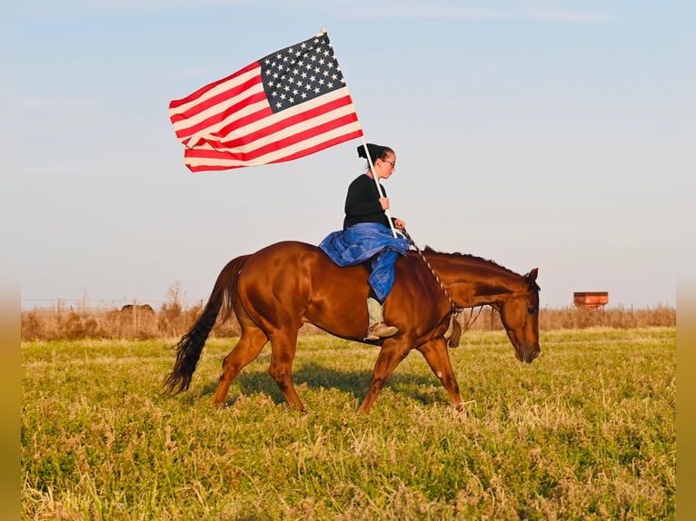 American Quarter Horse Castrone 12 Anni 147 cm Sauro ciliegia in Fairbank IA