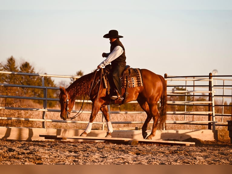 American Quarter Horse Castrone 12 Anni 147 cm Sauro ciliegia in Fairbank IA