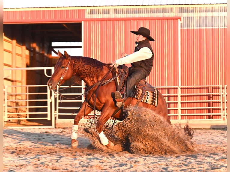 American Quarter Horse Castrone 12 Anni 147 cm Sauro ciliegia in Fairbank IA