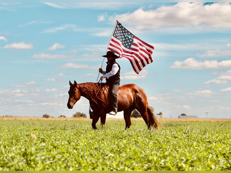 American Quarter Horse Castrone 12 Anni 147 cm Sauro ciliegia in Fairbank IA