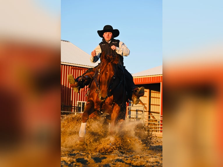 American Quarter Horse Castrone 12 Anni 147 cm Sauro ciliegia in Fairbank IA