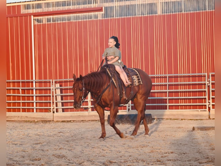 American Quarter Horse Castrone 12 Anni 147 cm Sauro ciliegia in Fairbank IA