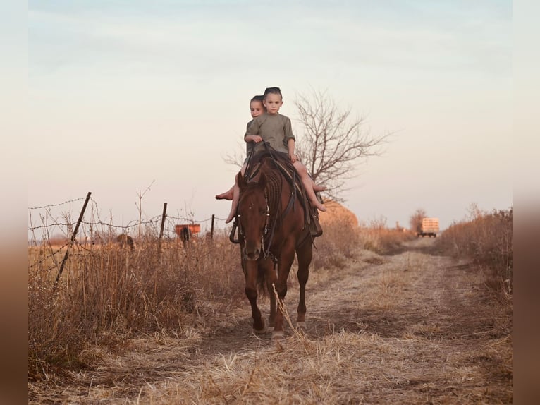 American Quarter Horse Castrone 12 Anni 147 cm Sauro ciliegia in Fairbank IA