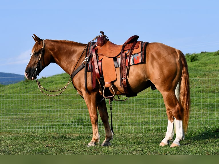 American Quarter Horse Castrone 12 Anni 147 cm Sauro ciliegia in Rebersburg, PA