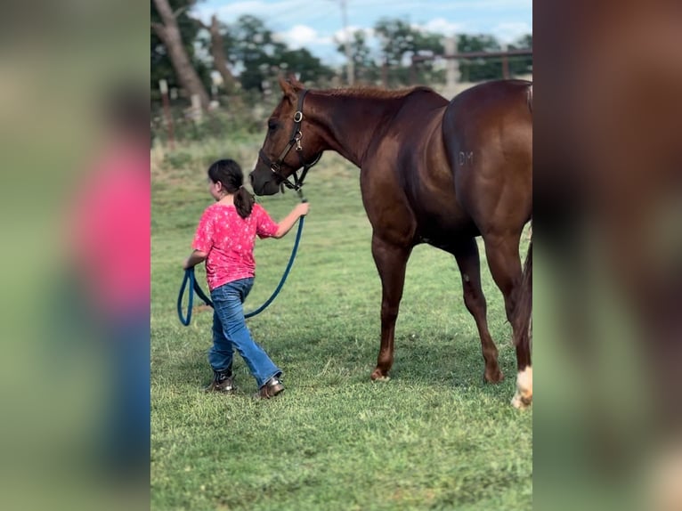 American Quarter Horse Castrone 12 Anni 147 cm Sauro scuro in Elk City OK