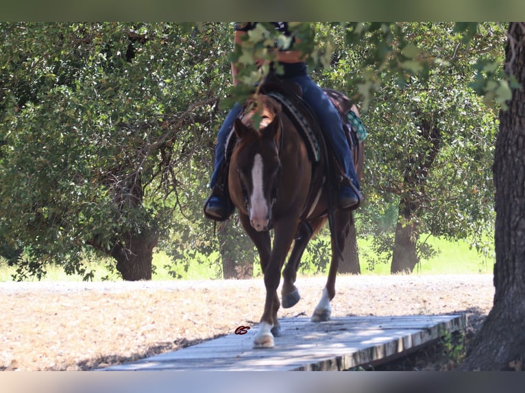 American Quarter Horse Castrone 12 Anni 147 cm Sauro scuro in Jacksboro TX