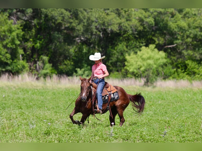 American Quarter Horse Castrone 12 Anni 147 cm Sauro scuro in Lipan TX