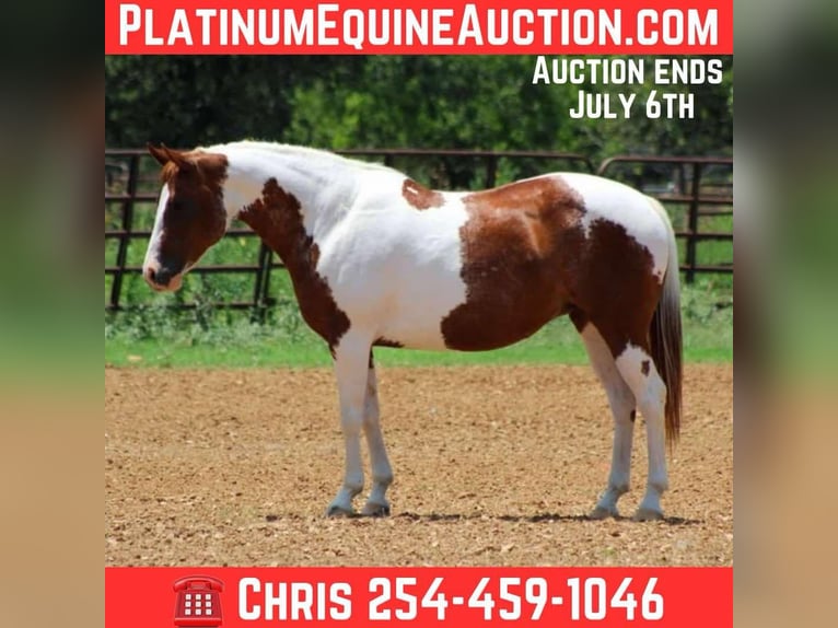 American Quarter Horse Castrone 12 Anni 147 cm Sauro scuro in Stephenville tX