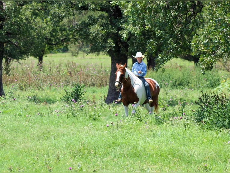 American Quarter Horse Castrone 12 Anni 147 cm Sauro scuro in Stephenville tX
