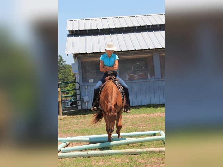 American Quarter Horse Castrone 12 Anni 147 cm Sauro scuro in Huntsville TX