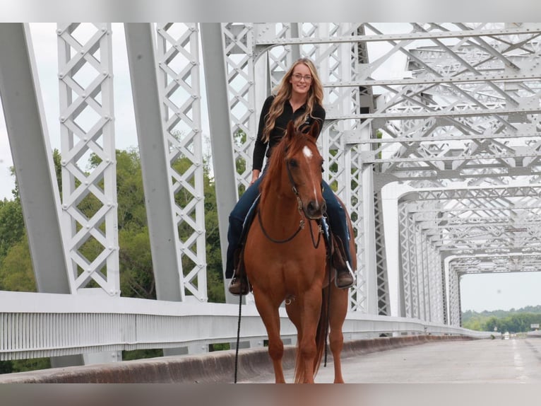 American Quarter Horse Castrone 12 Anni 147 cm Sauro scuro in Huntsville TX