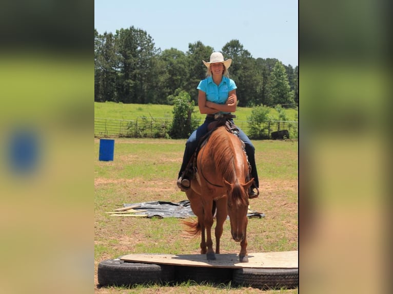 American Quarter Horse Castrone 12 Anni 147 cm Sauro scuro in Huntsville TX