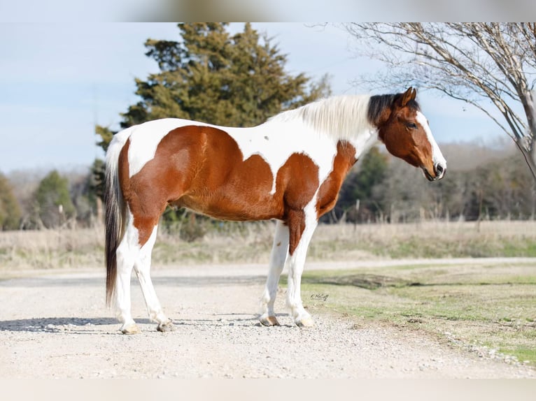 American Quarter Horse Castrone 12 Anni 147 cm Sauro scuro in SAVOY, TX