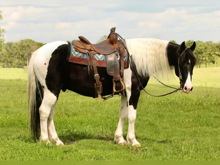 American Quarter Horse Castrone 12 Anni 147 cm Tobiano-tutti i colori in Hugo MN