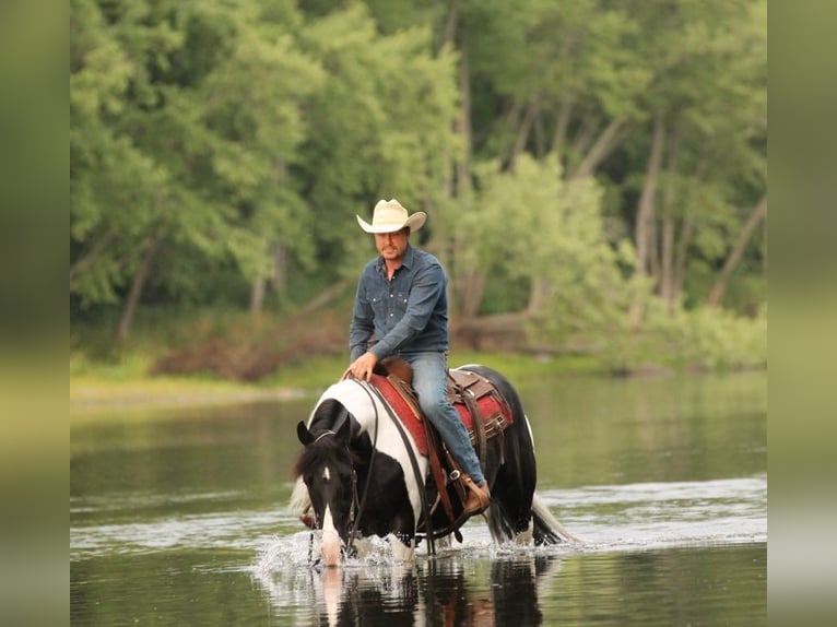 American Quarter Horse Castrone 12 Anni 147 cm Tobiano-tutti i colori in Hugo MN