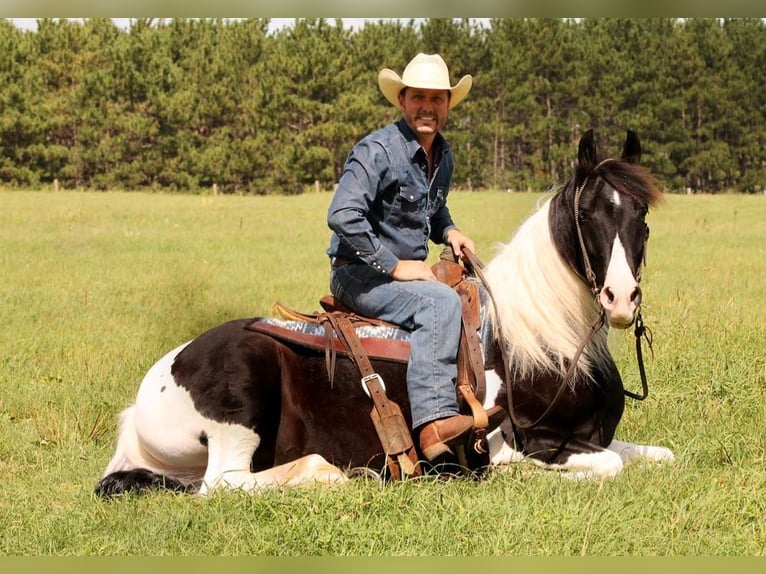 American Quarter Horse Castrone 12 Anni 147 cm Tobiano-tutti i colori in Hugo MN