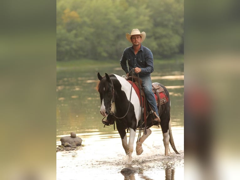 American Quarter Horse Castrone 12 Anni 147 cm Tobiano-tutti i colori in Hugo MN