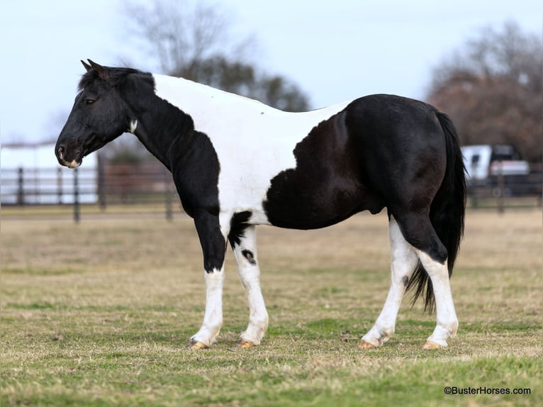 American Quarter Horse Castrone 12 Anni 147 cm Tobiano-tutti i colori in Weatherford TX