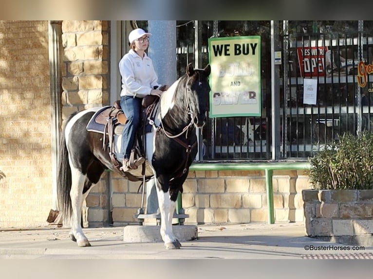 American Quarter Horse Castrone 12 Anni 147 cm Tobiano-tutti i colori in Weatherford TX