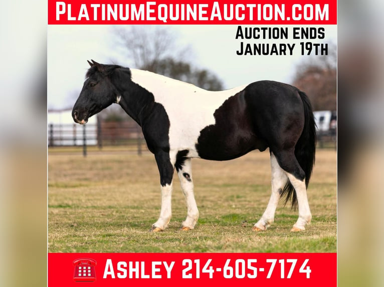 American Quarter Horse Castrone 12 Anni 147 cm Tobiano-tutti i colori in Weatherford TX