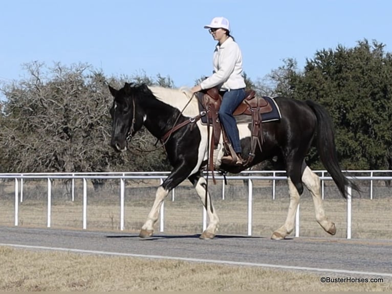 American Quarter Horse Castrone 12 Anni 147 cm Tobiano-tutti i colori in Weatherford TX