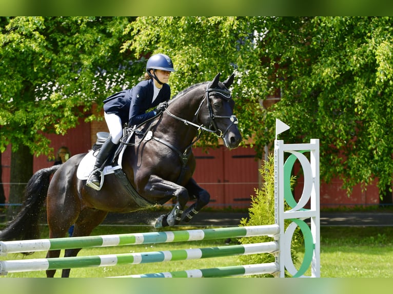 American Quarter Horse Castrone 12 Anni 149 cm Morello in Eyendorf