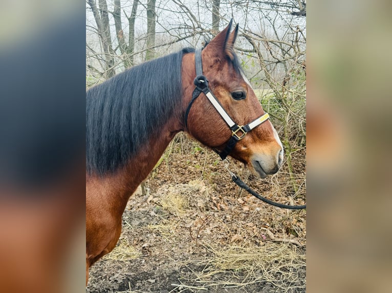 American Quarter Horse Castrone 12 Anni 150 cm Baio in Mannheim