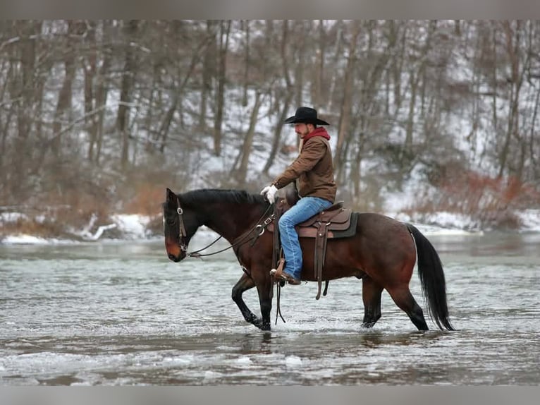 American Quarter Horse Castrone 12 Anni 150 cm Baio ciliegia in Clarion