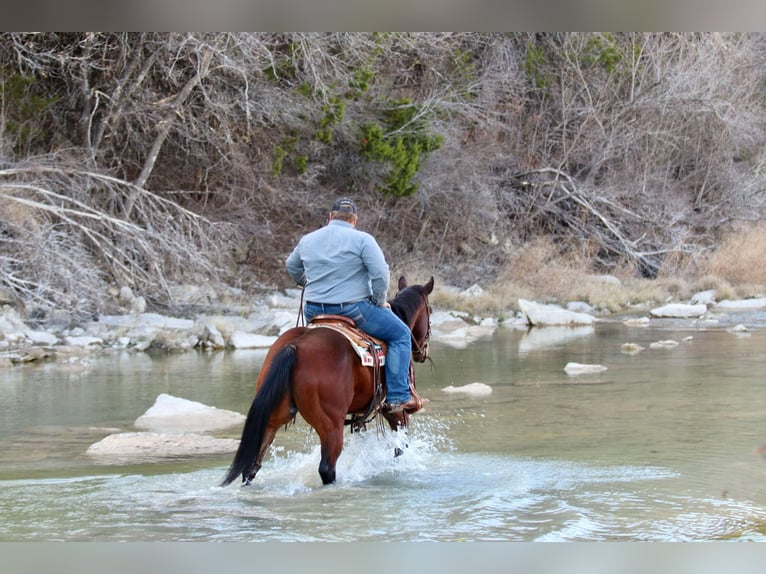 American Quarter Horse Castrone 12 Anni 150 cm Baio ciliegia in Lipan TX