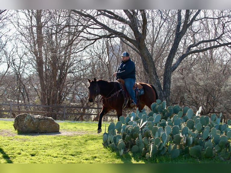 American Quarter Horse Castrone 12 Anni 150 cm Baio ciliegia in Lipan TX