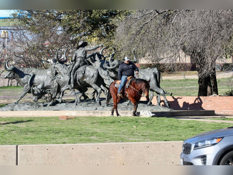 American Quarter Horse Castrone 12 Anni 150 cm Baio ciliegia in Lipan TX