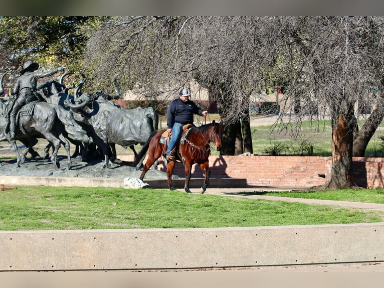 American Quarter Horse Castrone 12 Anni 150 cm Baio ciliegia in Lipan TX