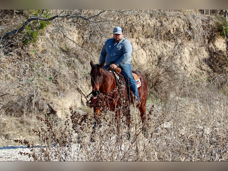 American Quarter Horse Castrone 12 Anni 150 cm Baio ciliegia in Lipan TX