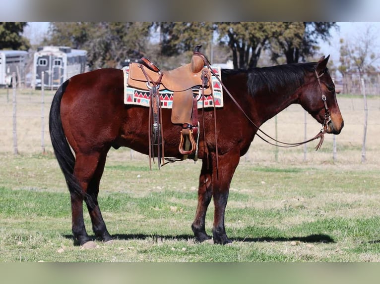 American Quarter Horse Castrone 12 Anni 150 cm Baio ciliegia in Lipan TX