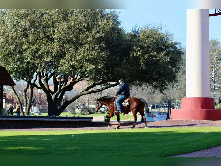 American Quarter Horse Castrone 12 Anni 150 cm Baio ciliegia in Lipan TX